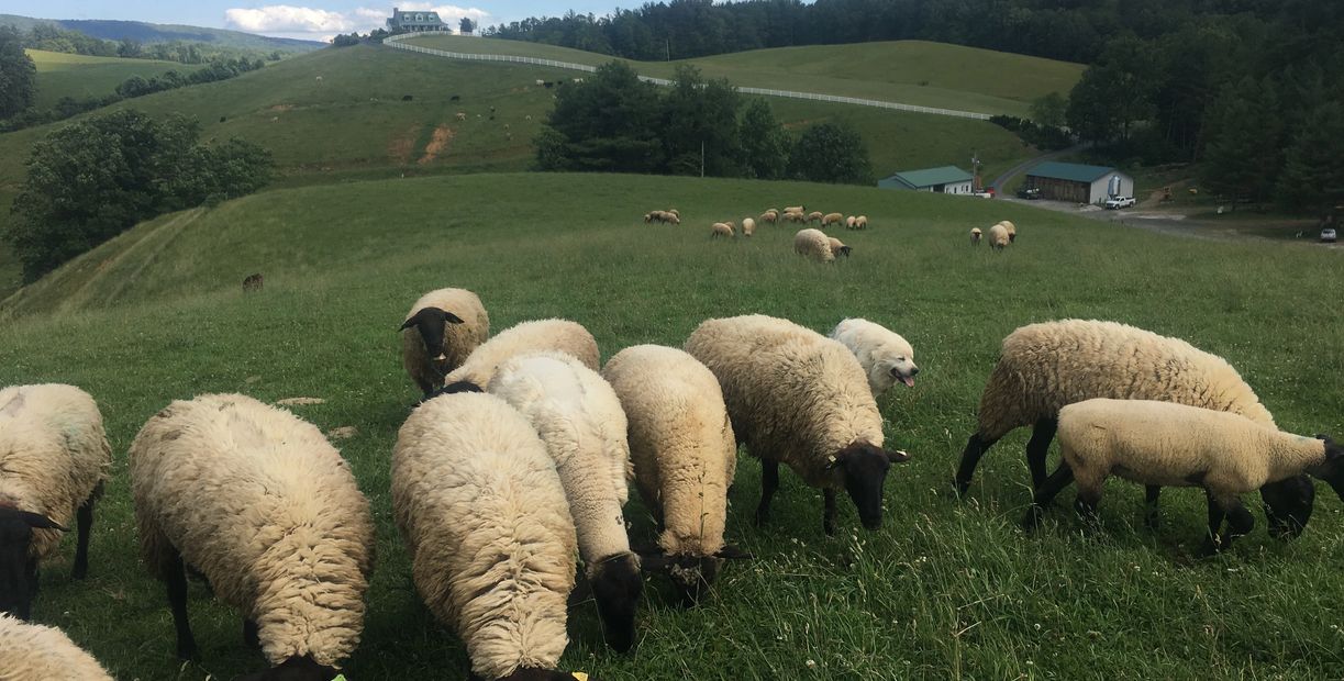 Beef Lamb, Meat Farm Newland, North Carolina